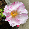 40 Sundial PEPPERMINT PORTULACA Grandiflora Moss Rose Pink Streaked Succulent Flower Seeds