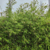 Maculata Bamboo
