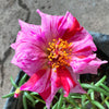 40 Sundial PEPPERMINT PORTULACA Grandiflora Moss Rose Pink Streaked Succulent Flower Seeds