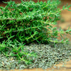 1000 Common GARDEN THYME English, German, French, or Winter Thymus Vulgaris Herb Flower Seeds