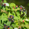 50 BLACK RASPBERRY Rubus Leucodermis Fruit Bush Vine Seeds