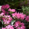 20 Dwarf PINK BEE BALM Monarda Bradburiana Eastern Beebalm Herb Flower Seeds
