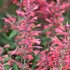 30 Red AGASTACHE HEATHER QUEEN Hummingbrid Mint Hyssop Flower Herb Seeds