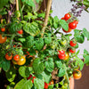 30 Dwarf Cherry TOMATO TINY TIM Solanum Lycoperscium Red Fruit Seeds
