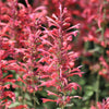 30 Red AGASTACHE HEATHER QUEEN Hummingbrid Mint Hyssop Flower Herb Seeds