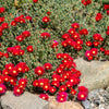 100 Gelato Bright RED ICE PLANT Mesembryanthemum Daisy Livingstone Flower Seeds