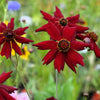 50 MAHOGANY MIDGET COREOPSIS Tinctoria Red Dwarf Flower Seeds