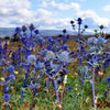 25 BLUE Star SEA HOLLY Eryngium Alpinum Flower Seeds