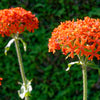 300 MALTESE CROSS Jerusalem Cross Lychnis Campion Chalcedonica Flower Seeds