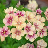 50 CHERRY CARAMEL PHLOX Drummondii Bicolor Pink Flower Seeds