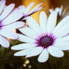 50 WHITE AFRICAN Cape DAISY Dimorphotheca Sinuata Flower Seeds