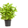 1500 SWEET BASIL Ocimum Basilicum Herb White Flower Seeds