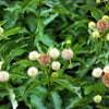 50 BUTTONBUSH / HONEYBALL Cephalanthus Occidentalis White Hummingbird Flower Bush Shrub Seeds
