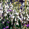 10 WHITE AFRICAN HYACINTH aka Cape or Giant Summer / Spire Lily - Ornithogalum Candicans / Galtonia / Hyacinthus Flower Seeds