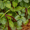 50 PURPLE PINKEYE COWPEA Southern Cow Pea Crowder Vigna Unguiculata Vegetable Legume Seeds