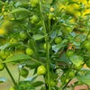 200 GRANDE Rio VERDE TOMATILLO Green Physalis Ixocarpa Vegetable Seeds