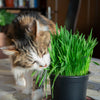 500 Organic CAT GRASS WHEAT Grass Pet Grass Wheatgrass Catgrass Triticum Aestivum Seeds