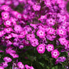 10 TALL GARDEN PHLOX Paniculata Mixed Colors 'New Hybrids Mix' Flower Seeds