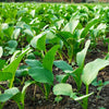 1500 SPINACH MUSTARD TENDERGREEN Komatsuna Greens Brassica Rapa Vegetable Seeds