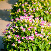 10 KAUAI MIX TORENIA Fournieri Sun or Shade Wishbone Flower Seeds - Mixed Colors 2 Tone Blue Red Pink