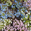 100 Mixed FORGET ME NOT Pink Blue White Mix Myosotis Alpestris Flower Seeds *Flat Shipping