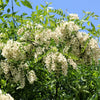 25 Flowering BLACK LOCUST TREE (Yellow Locust / False Acacia) Robinia Pseudoacacia Seeds