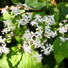 20 WHITE CLEMATIS Virginiana / Virgins Bower Flower Vine Seeds