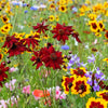 50 MAHOGANY MIDGET COREOPSIS Tinctoria Red Dwarf Flower Seeds