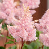 100 PINK MIX ASTILBE (False Spirea / False Goats Beard) Astilbe Chinensis Flower Seeds