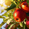 25 PARADISE APPLE Red Delicious Common Malus Pumila Domestica Fruit Tree Seeds