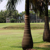 10 Florida ROYAL PALM Roystonea Regia Tree Houseplant Seeds