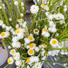 250 WHITE WINGED EVERLASTING Ammobium Alatum Flower Seeds