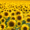 Black Oil Sunflower Seeds – Helianthus Annuus Yellow Hummingbird Bird Flower – photo 10