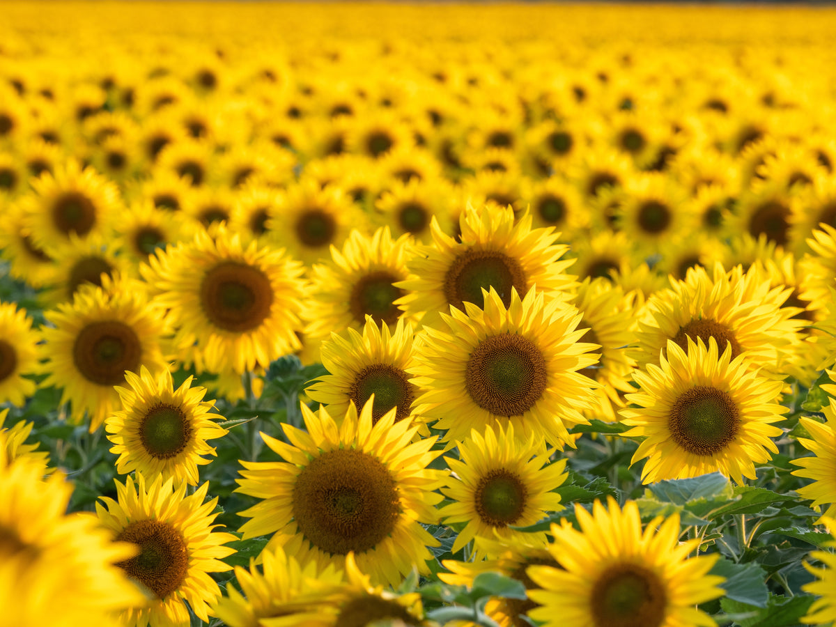 Black Oil Sunflower Seeds – Helianthus Annuus Yellow Hummingbird Bird Flower – photo 10