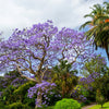 25 BLUE JACARANDA TREE ( Fern Tree / Brazilian Rose Wood / Green Ebony ) Jacaranda Mimosifolia Seeds