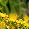 Great Saint Johns Wort Seeds – St John's Hypericum Pyramidatum Yellow Flower Herb' – photo 9