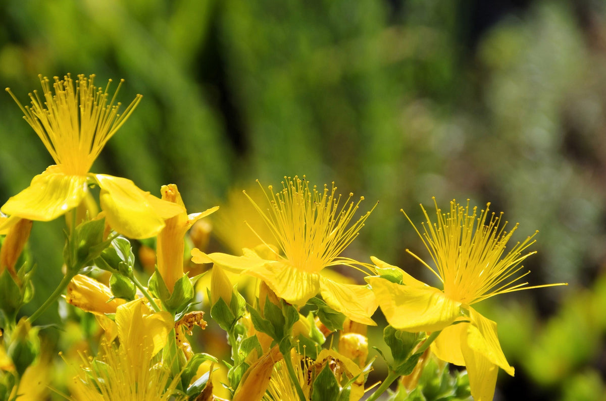 Great Saint Johns Wort Seeds – St John's Hypericum Pyramidatum Yellow Flower Herb' – photo 9