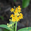 10 Bright YELLOW MILKWEED Butterfly Weed Asclepias Tuberosa Monarch Flower Seeds