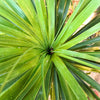 25 BLUE DRACAENA ( Spikes / Broad Leaved Cabbage Tree / Mountain Cabbage ) Cordyline Indivisa Flower Seeds