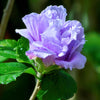 1000 BULK Mixed Colors ROSE Of SHARON HIBISCUS Syriacus Flower Tree Shrub Seeds