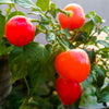 100 Red CHERRY HOTS Pepper (Finger Hots, Hot Cherry Pepper, Hot Chili Pepper, Cherry Chili Pepper, Pimienta) Capsicum Annuum Vegetable Seeds