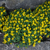 150 YELLOW CREEPING ZINNIA Sanvitalia Procumbens Seeds