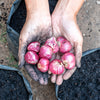 100 SCARLET BANDIT Bunching ONION Red Allium Cepa Vegetable Seeds