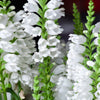 50 WHITE Showy OBEDIENT PLANT (False Dragon Head) Physostegia Virginiana Flower Seeds