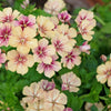 50 CHERRY CARAMEL PHLOX Drummondii Bicolor Pink Flower Seeds