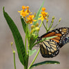10 SILKY GOLD MILKWEED Butterfly Weed Asclepias Curassavica Monarch Flower Seeds