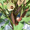 150 RED BURGUNDY OKRA Abelmoschus Esculentus Vegetable Seeds