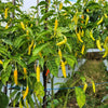 50 GOLDEN CAYENNE PEPPER Hot Yellow Capsicum Annuum Vegetable Seeds