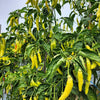 50 GOLDEN CAYENNE PEPPER Hot Yellow Capsicum Annuum Vegetable Seeds