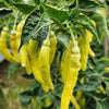 50 GOLDEN CAYENNE PEPPER Hot Yellow Capsicum Annuum Vegetable Seeds